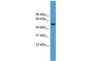 Image no. 1 for anti-Activating Transcription Factor 2 (ATF2) (AA 51-100) antibody (ABIN6745270) (ATF2 anticorps  (AA 51-100))