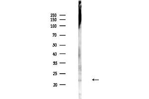 anti-IGF-Like Family Member 3 (IGFL3) (C-Term) antibody