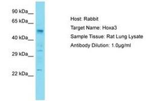 Image no. 1 for anti-Homeobox A3 (HOXA3) (AA 301-350) antibody (ABIN6750257)