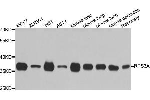 Western blot analysis of extracts of various cell lines, using RPS3A antibody (ABIN5973489) at 1/1000 dilution. (RPS3A anticorps)