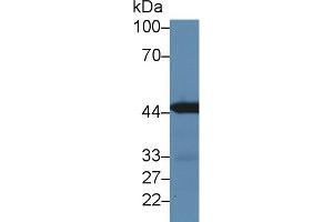 Western Blot; Sample: Mouse Kidney lysate; Primary Ab: 3µg/ml Rabbit Anti-Mouse IRF3 Antibody Second Ab: 0. (IRF3 anticorps  (AA 1-406))