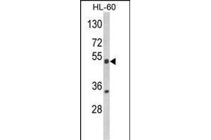 Western blot analysis of NR1I2 Antibody (Center) (ABIN652618 and ABIN2842413) in HL-60 cell line lysates (35 μg/lane).