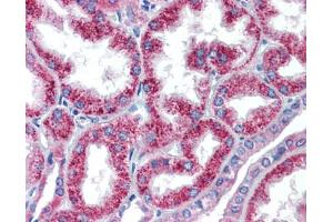 Anti-HOXA5 antibody IHC staining of human kidney.