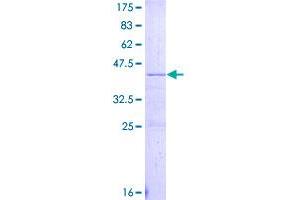 Image no. 1 for Apolipoprotein C-IV (APOC4) (AA 27-127) protein (GST tag) (ABIN1345375)