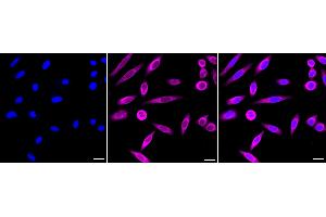 Immunocytochemical staining of HepG2 cells with MEK7 antibody (ABIN7799468), 1:1,000).