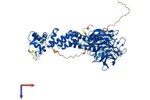 AlphaFold protein structure predicition of Mouse Recombinant Klhl17 Protein, UniprotID Q6TDP3