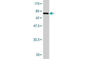 Western Blot detection against Immunogen (78.