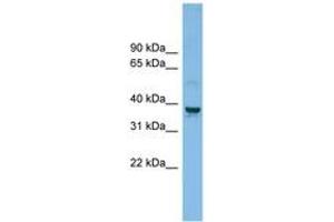 Image no. 1 for anti-Solute Carrier Family 30 (Zinc Transporter), Member 3 (Slc30a3) (AA 179-228) antibody (ABIN6744754) (Slc30a3 anticorps  (AA 179-228))