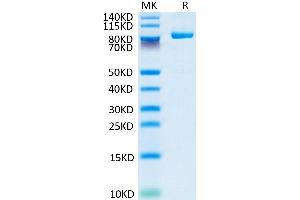 Biotinylated Cynomolgus FAP on Tris-Bis PAGE under reduced conditions.