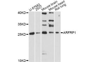 Western blot analysis of extracts of various cell lines, using ARFRP1 antibody. (ARFRP1 anticorps)