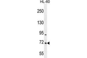 WDR93 Antibody (C-term) western blot analysis in HL-60 cell line lysates (35 µg/lane). (WDR93 anticorps  (C-Term))
