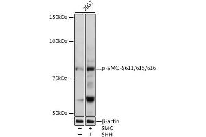 Western blot analysis of extracts of 293T cells, using Phospho-SMO-S611/615/616 antibody (ABIN7270378) at 1:1000 dilution. (SMO anticorps  (pSer611, pSer615, pSer616))