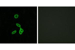 Peptide - +Immunofluorescence analysis of LOVO cells, using GALR1 antibody. (Galanin Receptor 1 anticorps  (Internal Region))