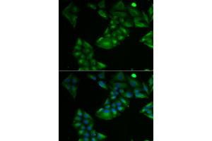 Immunofluorescence analysis of U2OS cells using TXN2 antibody. (TXN2 anticorps  (AA 1-166))