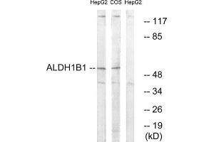 Western blot analysis of extracts from HepG2 cells and COS cells, using ALDH1B1 antibody. (ALDH1B1 anticorps  (Internal Region))
