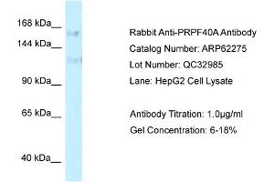 Western Blotting (WB) image for anti-PRP40 Pre-mRNA Processing Factor 40 Homolog A (PRPF40A) (C-Term) antibody (ABIN2789096) (PRPF40A anticorps  (C-Term))