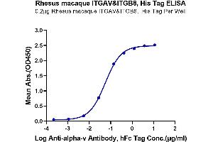 Immobilized Rhesus macaque ITGAV&ITGB8, His Tag at 2 μg/mL (100 μL/well) on the plate.