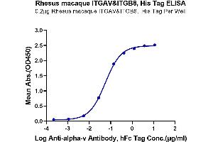 Immobilized Rhesus macaque ITGAV&ITGB8, His Tag at 2 μg/mL (100 μL/well) on the plate. (ITGAV/ITGB8 Protein (AA 31-993) (His tag))