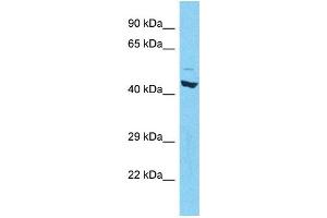 Western Blotting (WB) image for anti-RAR-Related Orphan Receptor C (RORC) (N-Term) antibody (ABIN2787588) (RORC anticorps  (N-Term))