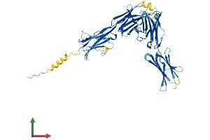 AlphaFold protein structure predicition of Mouse Recombinant Btnl2 Protein, UniprotID O70355