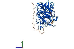 AlphaFold protein structure predicition of Mouse Recombinant Atg4a Protein, UniprotID Q8C9S8