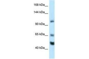 Image no. 1 for anti-RE1-Silencing Transcription Factor (REST) (AA 20-69) antibody (ABIN6747430) (REST anticorps  (AA 20-69))