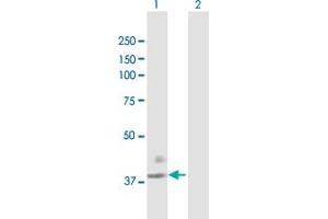 Western Blot analysis of F3 expression in transfected 293T cell line by F3 MaxPab polyclonal antibody.