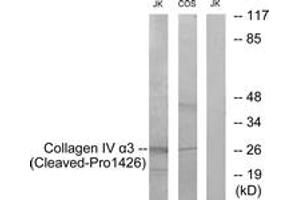 Western blot analysis of extracts from Jurkat/COS7 cells, treated with etoposide 25uM 24h, using Collagen IV alpha3 (Cleaved-Pro1426) Antibody.