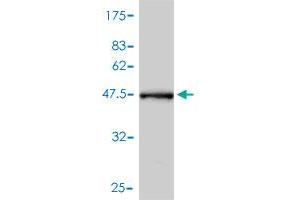 Western Blot detection against Immunogen (44. (CRYAB anticorps  (AA 1-175))