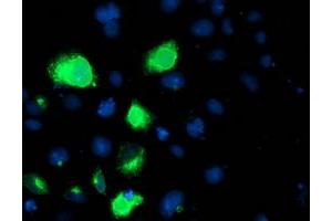 Immunofluorescence (IF) image for anti-Lipoprotein Lipase (LPL) (AA 28-475) antibody (ABIN1491320) (Lipoprotein Lipase anticorps  (AA 28-475))