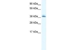 KCTD13 antibody used at 0. (KCTD13 anticorps  (N-Term))