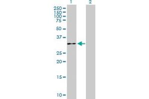 Western Blot analysis of WDR61 expression in transfected 293T cell line by WDR61 MaxPab polyclonal antibody. (WDR61 anticorps  (AA 1-305))