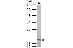 WB Image Sample (50 ug of whole cell lysate) A: mouse brain 12% SDS PAGE antibody diluted at 1:1000