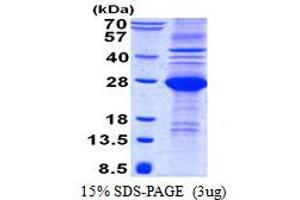 Image no. 1 for Natural Killer Cell Receptor 2B4 (CD244) (AA 19-224) protein (His tag) (ABIN1098665)