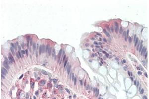 Anti-CD97 antibody  ABIN1048417 IHC staining of human colon. (CD97 anticorps  (N-Term))
