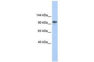 Image no. 1 for anti-Bobby Sox Homolog (BBX) (AA 720-769) antibody (ABIN6740329) (BBX anticorps  (AA 720-769))