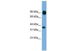 PCDHB15 antibody used at 1 ug/ml to detect target protein. (PCDHB15 anticorps  (N-Term))