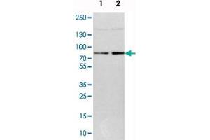 Western blot analysis of cell lysates with DNAJC14 polyclonal antibody  at 1:250-1:500 dilution.