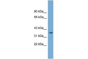 ASB17 antibody used at 1 ug/ml to detect target protein. (ASB17 anticorps  (Middle Region))