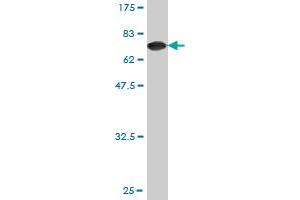 Western Blot detection against Immunogen (75.