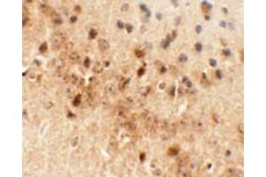Immunohistochemistry of NEUCRIN in mouse brain tissue with NEUCRIN antibody at 5 ug/mL.