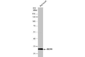 WB Image Rat tissue extract (50 μg) was separated by 10% SDS-PAGE, and the membrane was blotted with DECR1 antibody , diluted at 1:10000. (DECR1 anticorps)