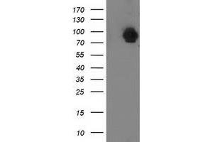 Image no. 1 for anti-Signal Transducer and Activator of Transcription 5A (STAT5A) antibody (ABIN1501190)