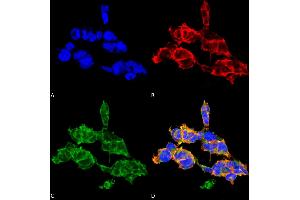 Immunocytochemistry/Immunofluorescence analysis using Mouse Anti-O-GalNAC Monoclonal Antibody, Clone 9B9 . (O-GalNAC anticorps (Biotin))