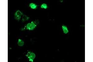 Image no. 6 for anti-Signal Sequence Receptor, alpha (SSR1) antibody (ABIN1501149)