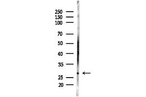 anti-ASF1 Anti-Silencing Function 1 Homolog B (ASF1B) (Internal Region) antibody