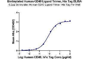 CD40 Ligand (CD40LG) (AA 113-261), (Trimer) protein (His-DYKDDDDK Tag,Biotin)