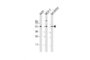 Western Blot at 1:2000 dilution Lane 1: A431 whole cell lysate Lane 2: MCF-7 whole cell lysate Lane 3: SH-SY5Y whole cell lysate Lysates/proteins at 20 ug per lane. (NEK3 anticorps  (AA 331-361))