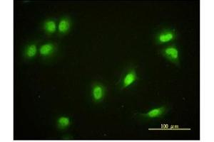 Immunofluorescence (IF) image for anti-Cryptochrome 1 (Photolyase-Like) (CRY1) antibody (ABIN781975)