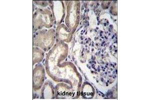 STIM2 Antibody (N-term) (ABIN656476 and ABIN2845756) immunohistochemistry analysis in formalin fixed and paraffin embedded human kidney tissue followed by peroxidase conjugation of the secondary antibody and DAB staining. (Stim2 anticorps  (N-Term))